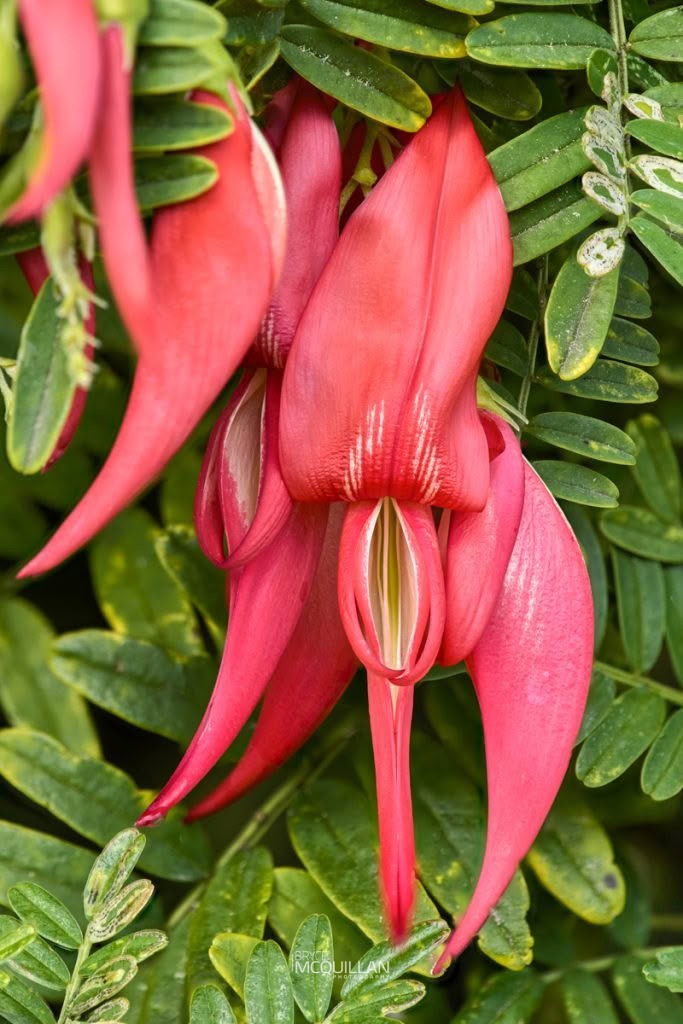 Northern Kakabeak (Clianthus puniceus), Fabaceae, photographed in New Zealand by Bryce McQuillan