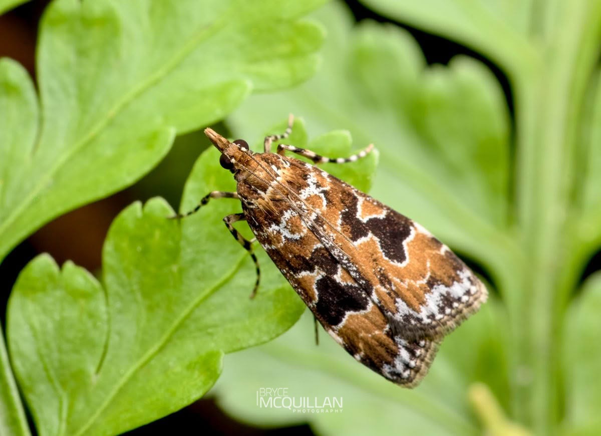 Boot Scoparia (Scoparia ustimacula), Crambidae, photographed in New Zealand by Bryce McQuillan