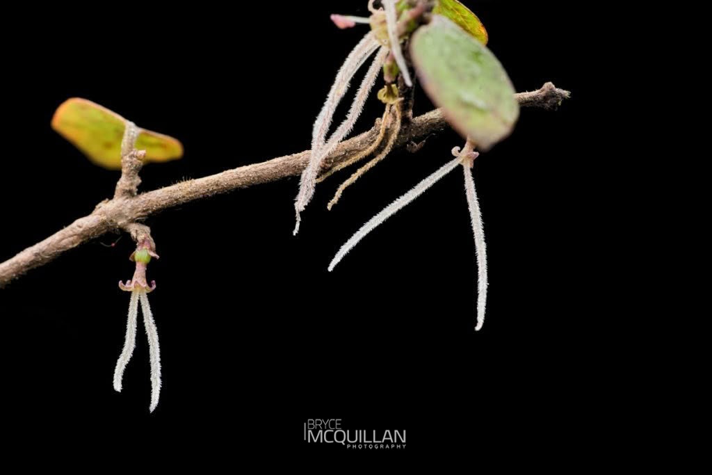 Twiggy coprosma (Coprosma rhamnoides), photographed in New Zealand by Bryce McQuillan