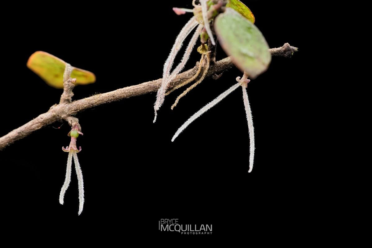 Twiggy coprosma (Coprosma rhamnoides), photographed in New Zealand by Bryce McQuillan