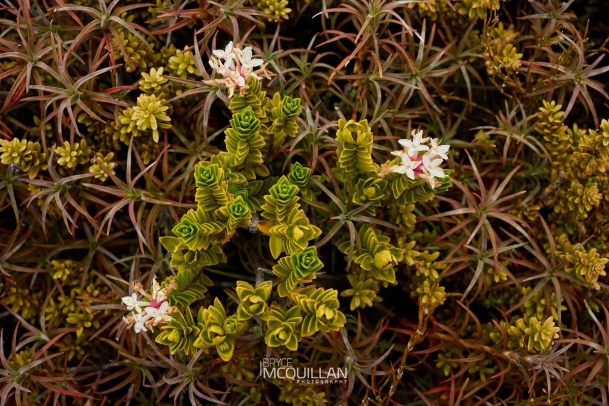 Pimelea buxifolia, photographed in New Zealand by Bryce McQuillan