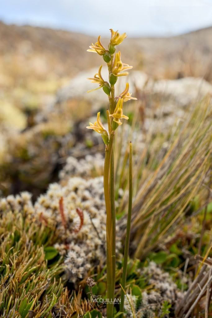 Leek Orchid (Prasophyllum colensoi), Orchidaceae, photographed in New Zealand by Bryce McQuillan
