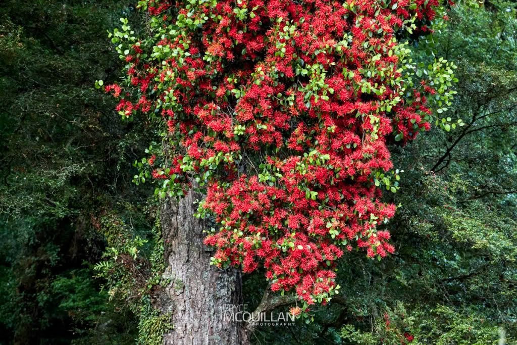 Scarlet mistletoe (Peraxilla colensoi), Loranthaceae, photographed in New Zealand by Bryce McQuillan
