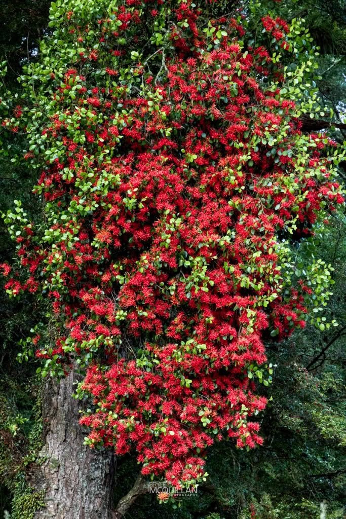 Scarlet mistletoe (Peraxilla colensoi), Loranthaceae, photographed in New Zealand by Bryce McQuillan