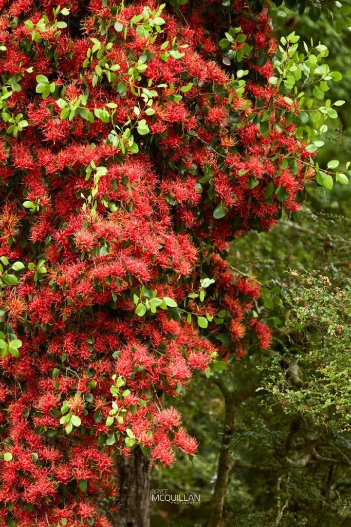 Scarlet mistletoe (Peraxilla colensoi), Loranthaceae, photographed in New Zealand by Bryce McQuillan