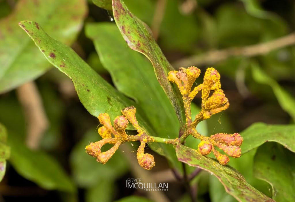 Myrtle Rust (Austropuccinia psidii), Sphaerophragmiaceae, photographed in New Zealand by Bryce McQuillan
