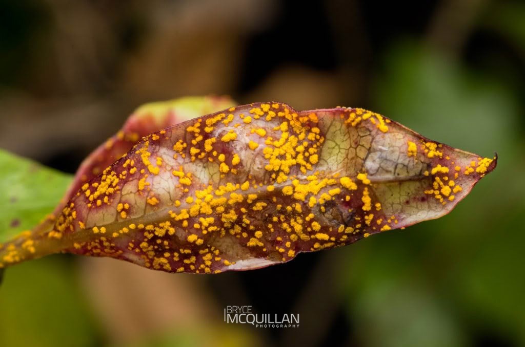 Macarostola miniella, Gracillariidae, photographed in New Zealand by Bryce McQuillan