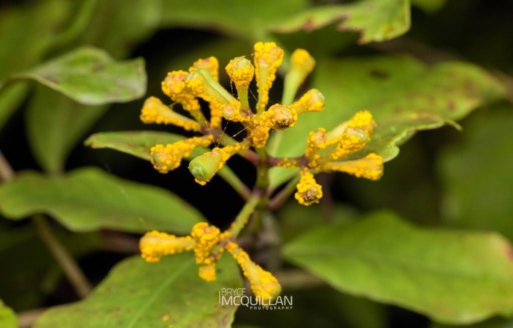 Myrtle Rust (Austropuccinia psidii), Gracillariidae, photographed in New Zealand by Bryce McQuillan