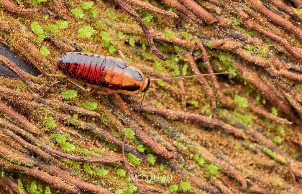 Celatoblatta vulgarus, Blattidae, photographed in New Zealand by Bryce McQuillan