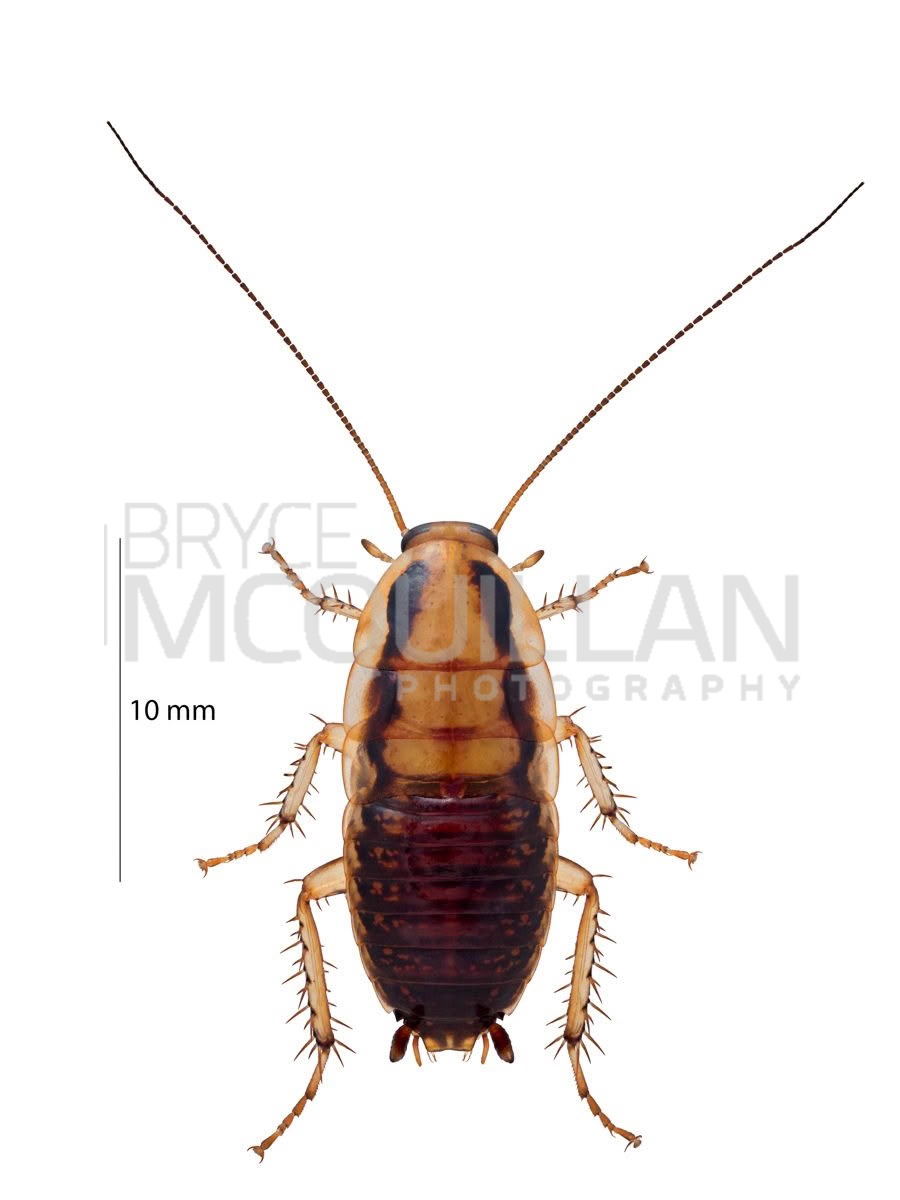 Celatoblatta vulgarus, Blattidae, photographed in New Zealand by Bryce McQuillan