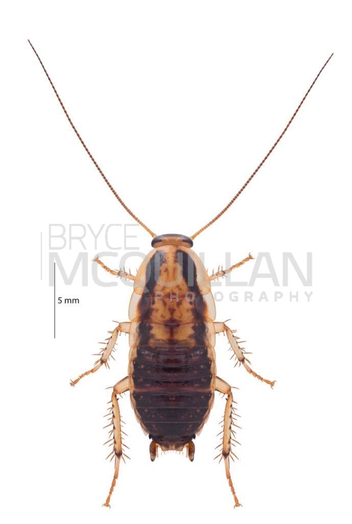 Celatoblatta vulgarus, Blattidae, photographed in New Zealand by Bryce McQuillan