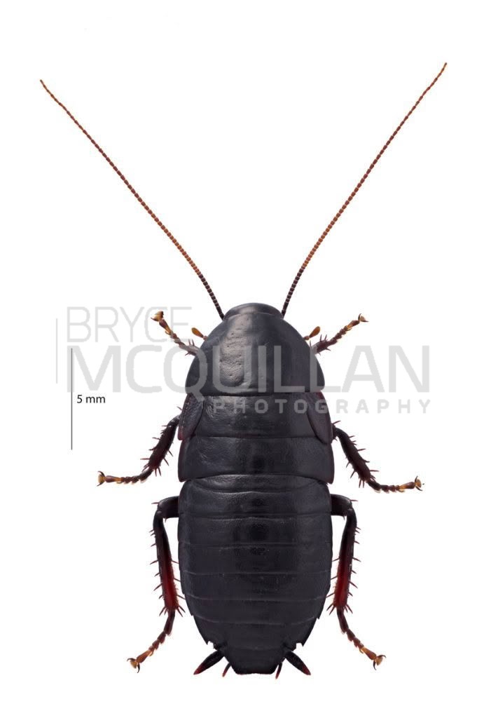 BNM-N14022.tif (Platyzosteria rufoterminata), Blattidae, photographed in New Zealand by Bryce McQuillan