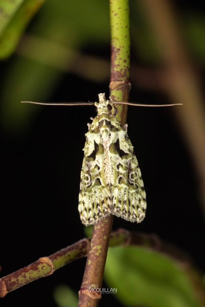 Lichen Snoutlet (Heterocrossa eriphylla), Carposinidae, photographed in New Zealand by Bryce McQuillan
