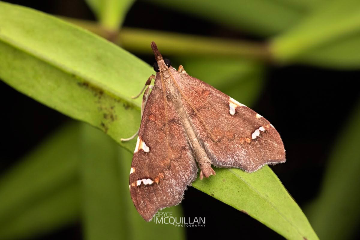 Clematis triangle (Deana hybreasalis), Crambidae, photographed in New Zealand by Bryce McQuillan