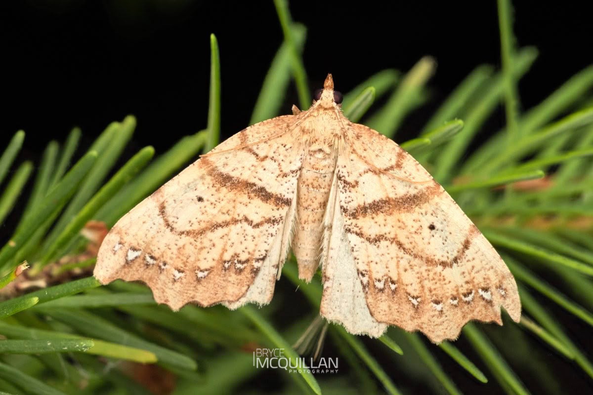 Chalastra pellurgata, Geometridae, photographed in New Zealand by Bryce McQuillan