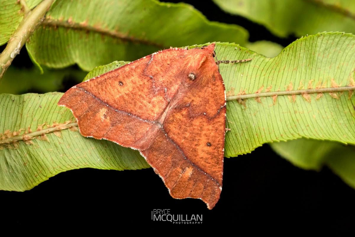 Angled Fern Looper (Ischalis nelsonaria), Geometridae, photographed in New Zealand by Bryce McQuillan