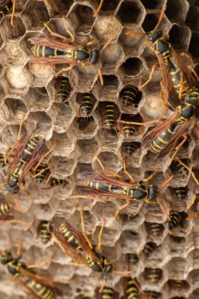 Asian Paper Wasp (Polistes chinensis), Vespidae, photographed in New Zealand by Bryce McQuillan