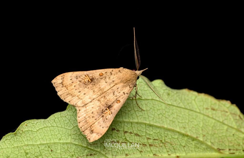 Slender Owlet Moth (Rhapsa scotosialis), Erebidae, photographed in New Zealand by Bryce McQuillan
