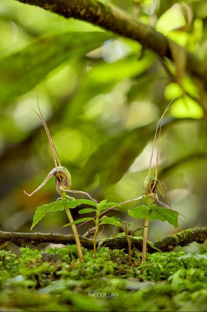 Spider Orchids (Corybas acuminatus), Orchidaceae, photographed in New Zealand by Bryce McQuillan