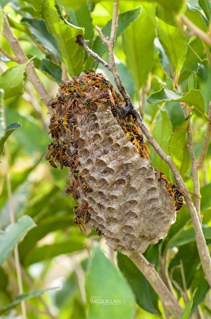 Asian Paper Wasp (Polistes chinensis), Vespidae, photographed in New Zealand by Bryce McQuillan