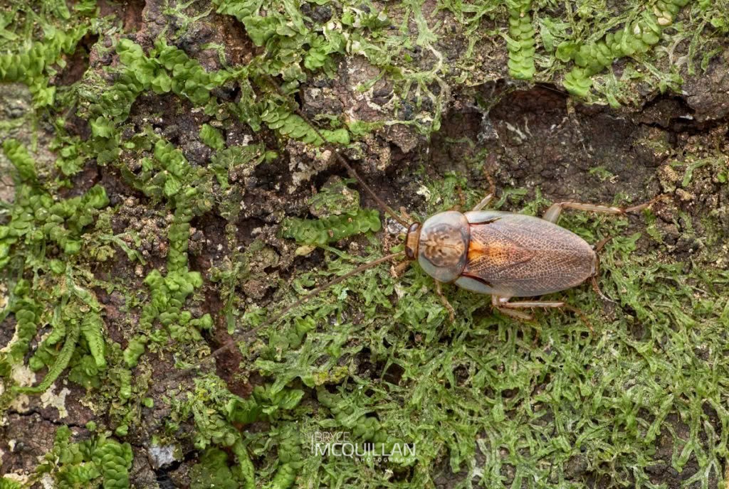 Parellipsidion latipenne, Blattidae, photographed in New Zealand by Bryce McQuillan