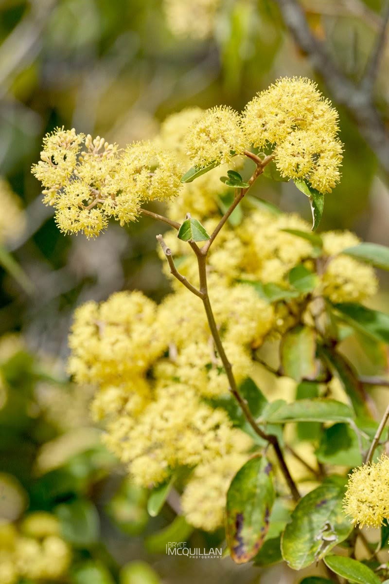 Kumarahou (Pomaderris kumeraho), Rhamnaceae, photographed in New Zealand by Bryce McQuillan
