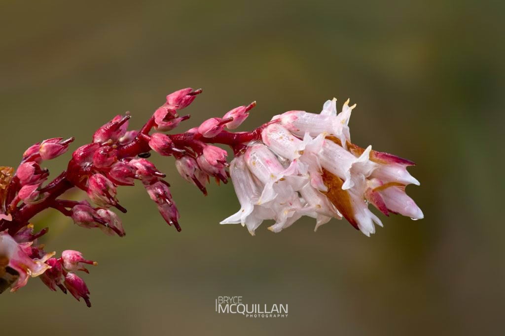Totorowhiti (Dracophyllum strictum), Ericaceae, photographed in New Zealand by Bryce McQuillan