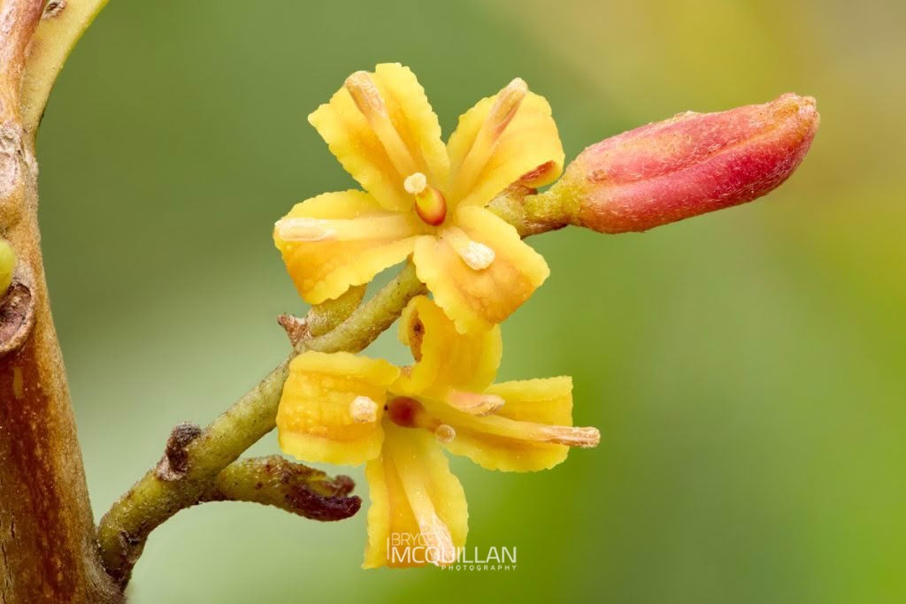 Toru (Toronia toru), Proteaceae, photographed in New Zealand by Bryce McQuillan