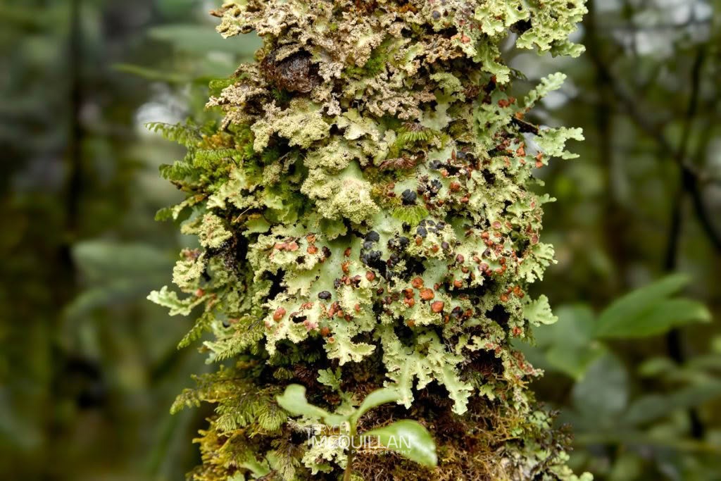 Pseudocyphellaria glabra, photographed in New Zealand by Bryce McQuillan