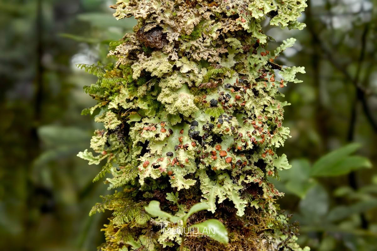 Pseudocyphellaria glabra, photographed in New Zealand by Bryce McQuillan