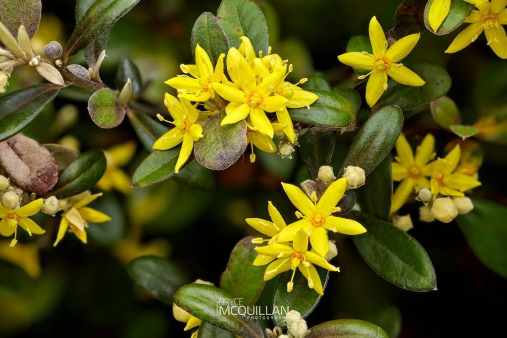 Corokia sp, Argophyllaceae, photographed in New Zealand by Bryce McQuillan