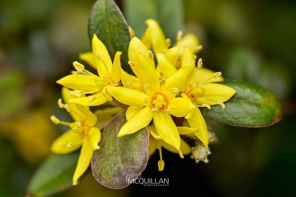 Corokia sp, Argophyllaceae, photographed in New Zealand by Bryce McQuillan