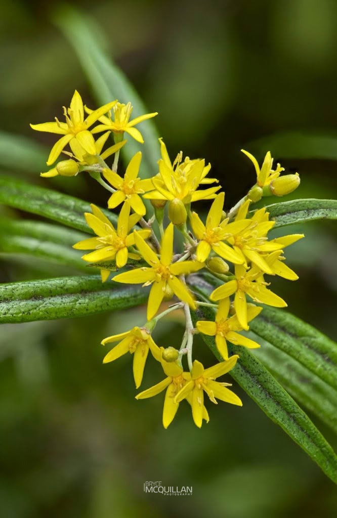 Korokio (Corokia buddleioides), Argophyllaceae, photographed in New Zealand by Bryce McQuillan