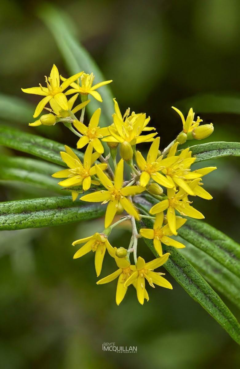 Korokio (Corokia buddleioides), Argophyllaceae, photographed in New Zealand by Bryce McQuillan