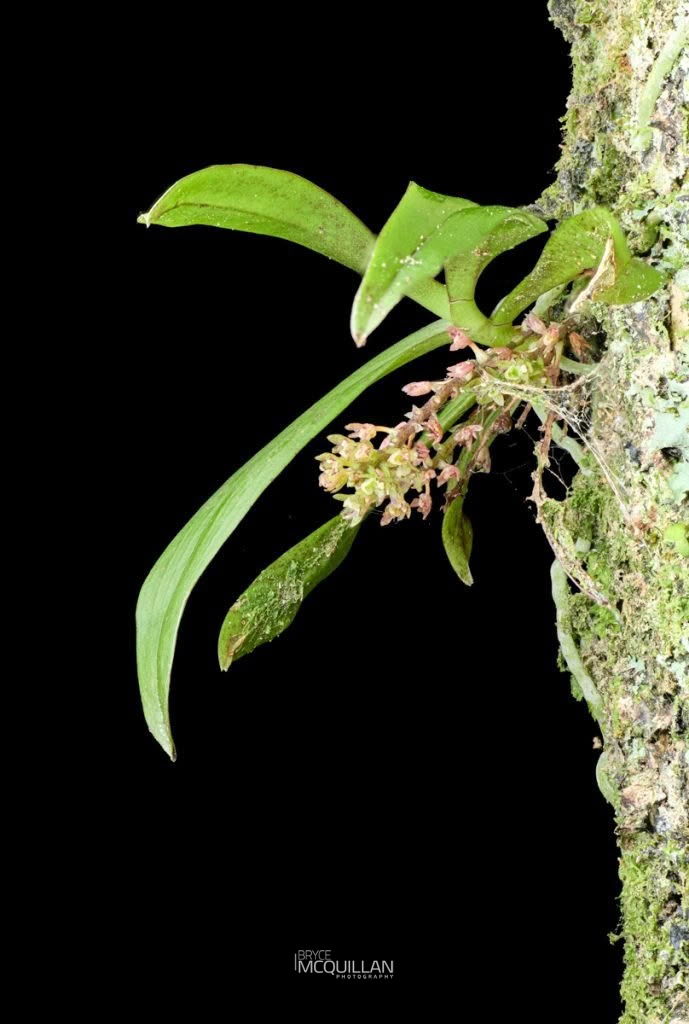 Fleshy Tree Orchid (Drymoanthus adversus), Orchidaceae, photographed in New Zealand by Bryce McQuillan