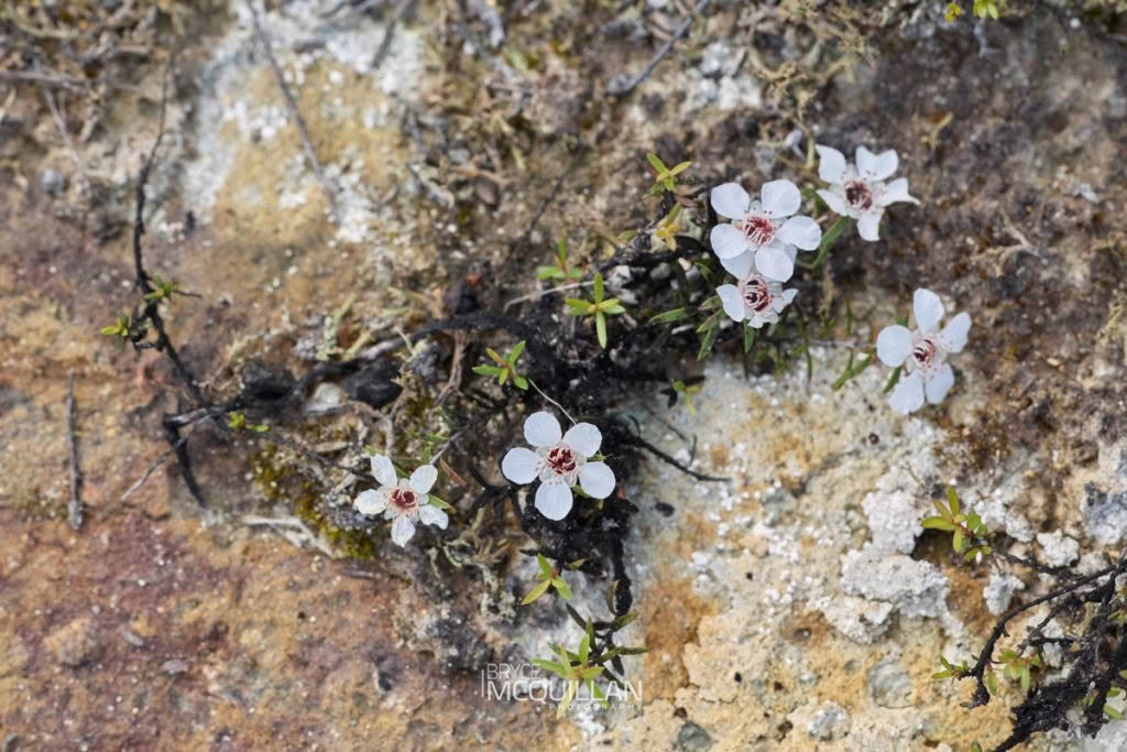 Manuka (Leptospermum scoparium), Myrtaceae, photographed in New Zealand by Bryce McQuillan