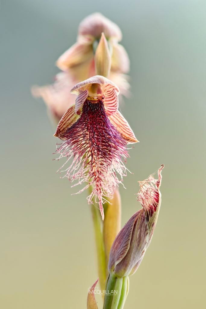 Purple Beard Orchid (Calochilus robertsonii), Orchidaceae, photographed in New Zealand by Bryce McQuillan