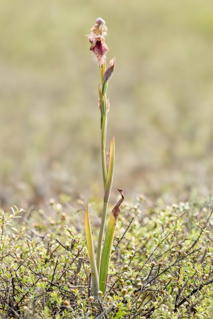 Purple Beard Orchid (Calochilus robertsonii), Orchidaceae, photographed in New Zealand by Bryce McQuillan