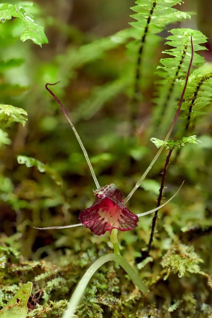 Silver-back Spider-Orchid (Corybas macranthus), Orchidaceae, photographed in New Zealand by Bryce McQuillan