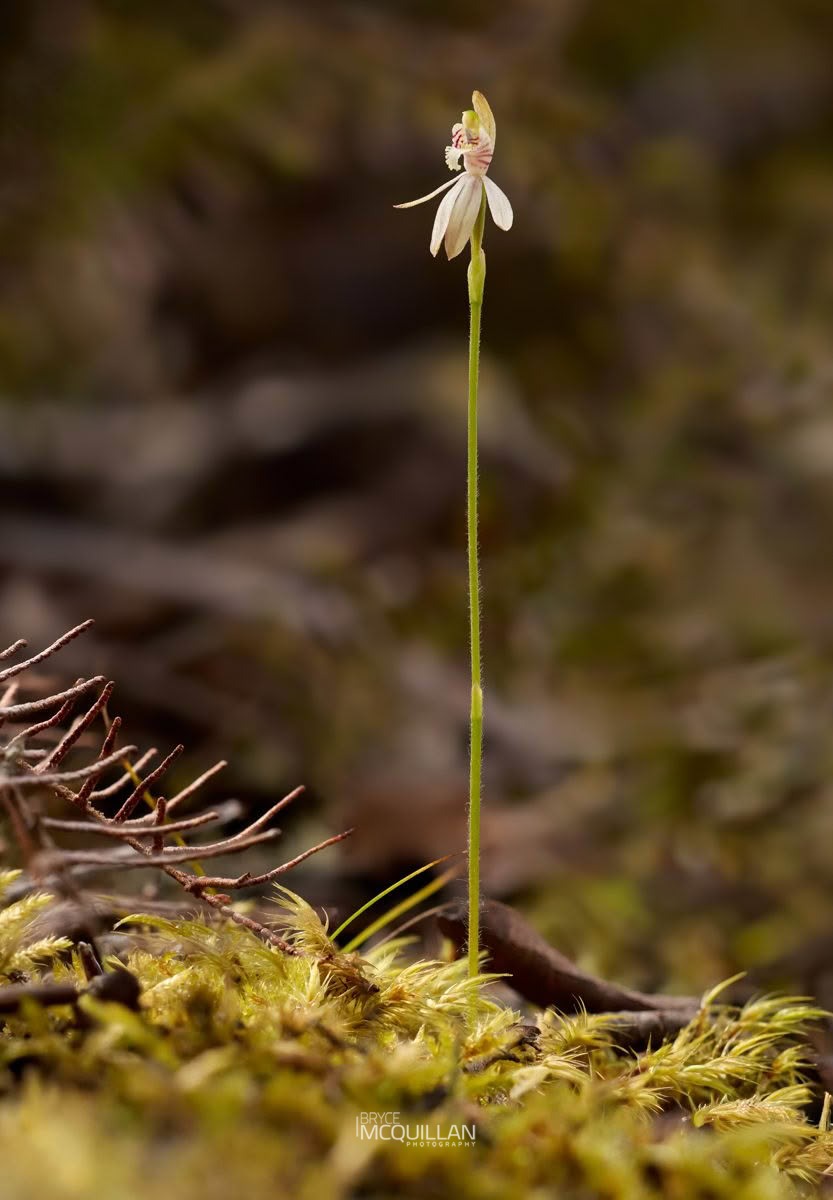 Green Column Caladenia (Caladenia chlorostyla), Orchidaceae, photographed in New Zealand by Bryce McQuillan