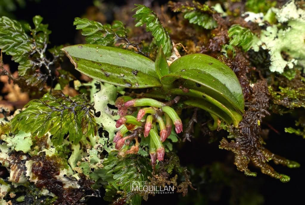 Fleshy Tree Orchid (Drymoanthus adversus), Orchidaceae, photographed in New Zealand by Bryce McQuillan