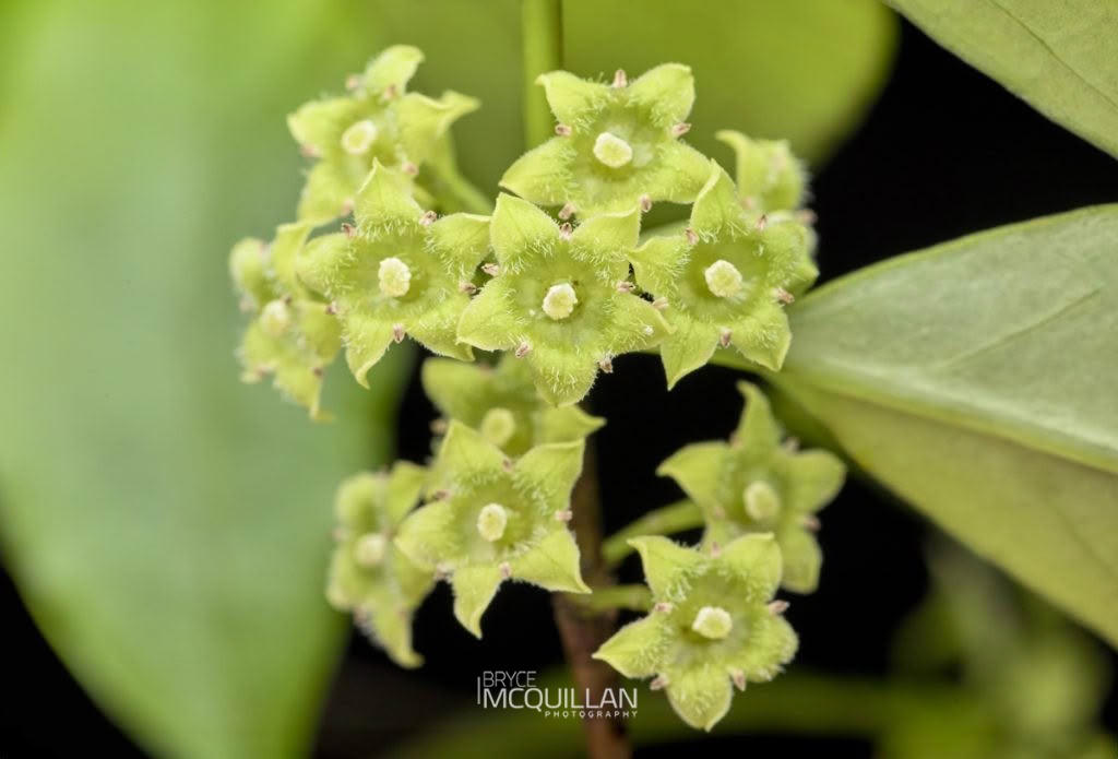Hangehange (Geniostoma ligustrifolium), Loganiaceae, photographed in New Zealand by Bryce McQuillan