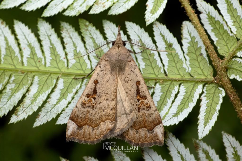 Slender Owlet Moth (Rhapsa scotosialis), Erebidae, photographed in New Zealand by Bryce McQuillan