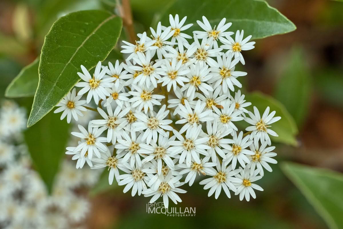 Shawia cheesemanii, photographed in New Zealand by Bryce McQuillan