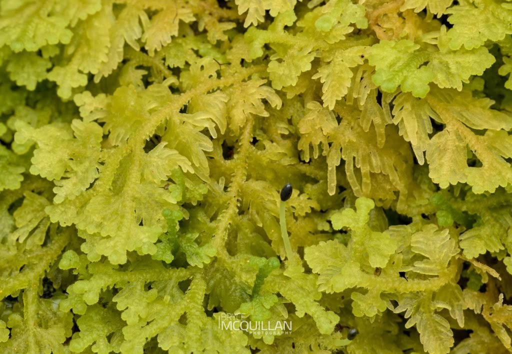 Woollywort (Trichocolea mollissima), Trichocoleaceae, photographed in New Zealand by Bryce McQuillan