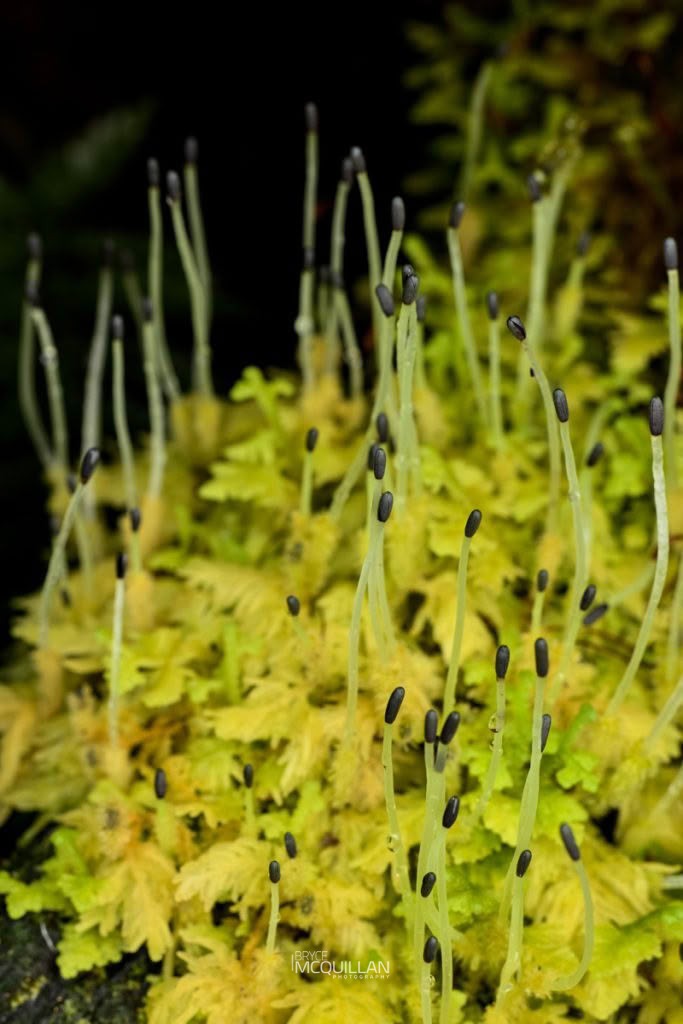 Woollywort (Trichocolea mollissima), Trichocoleaceae, photographed in New Zealand by Bryce McQuillan