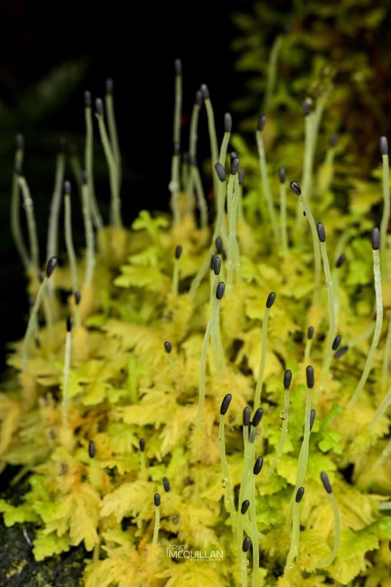 Woollywort (Trichocolea mollissima), Trichocoleaceae, photographed in New Zealand by Bryce McQuillan