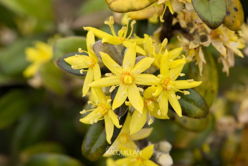 Corokia sp, Argophyllaceae, photographed in New Zealand by Bryce McQuillan