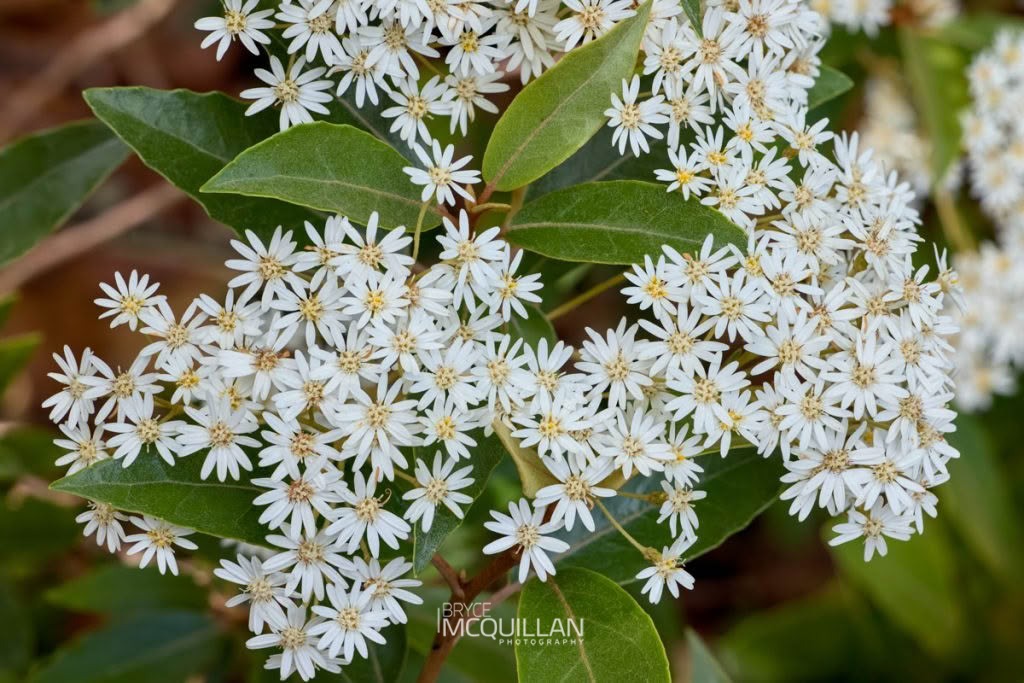 Shawia cheesemanii, photographed in New Zealand by Bryce McQuillan