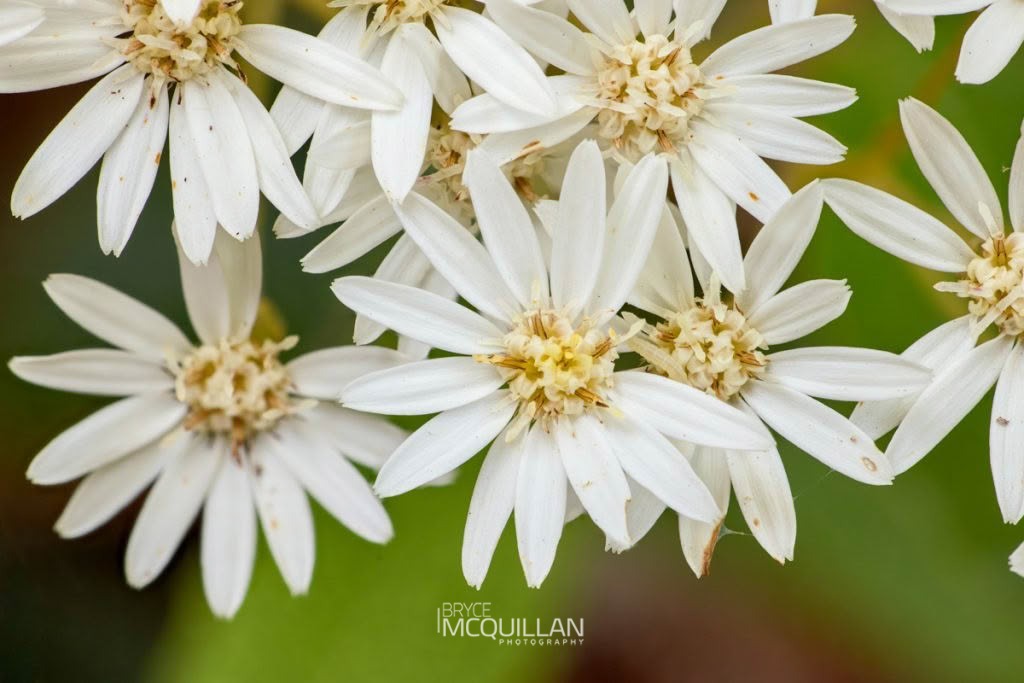 Shawia cheesemanii, photographed in New Zealand by Bryce McQuillan